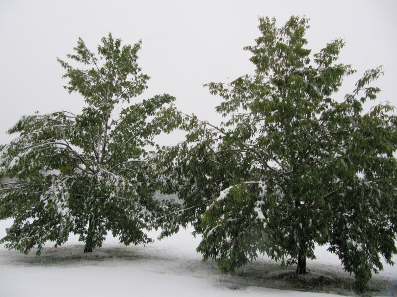 Snow on Trees with Leaves