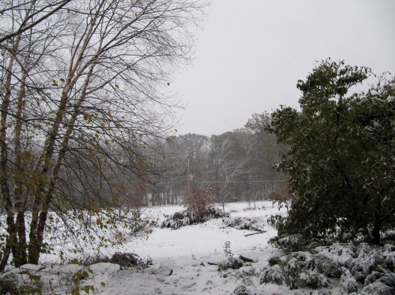 Picture of my Front Yard